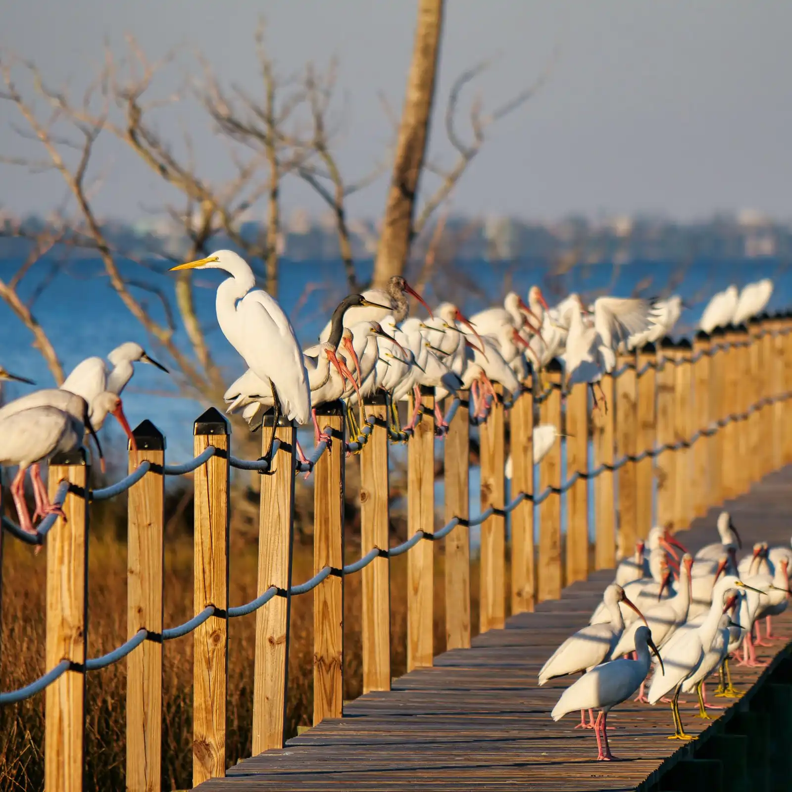 Birds flock lands on pier